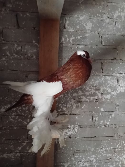 Gaeracze czeskie siodlate