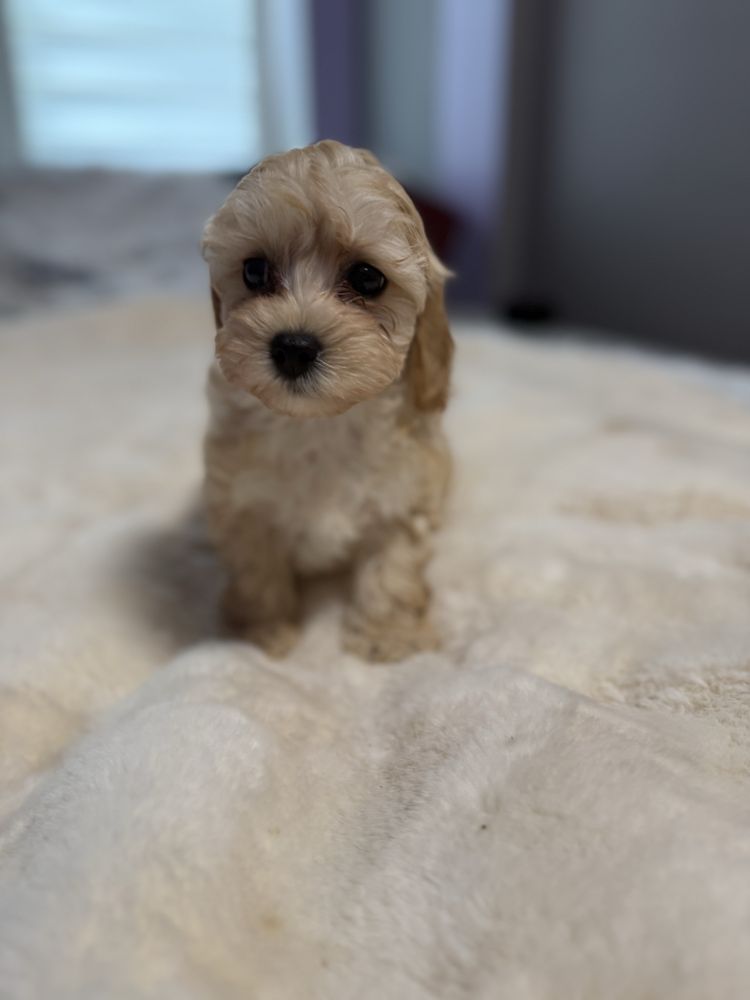 Maltipoo śliczna sunia