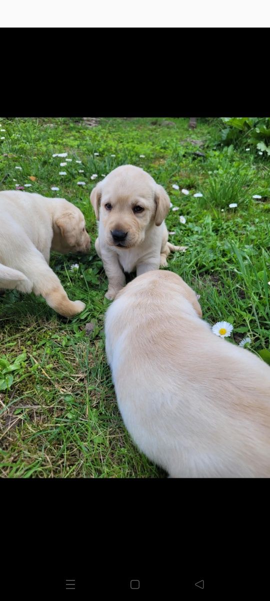 Labrador retriever