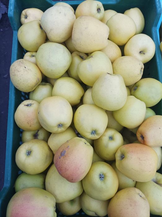 Продам домашні яблука Голден