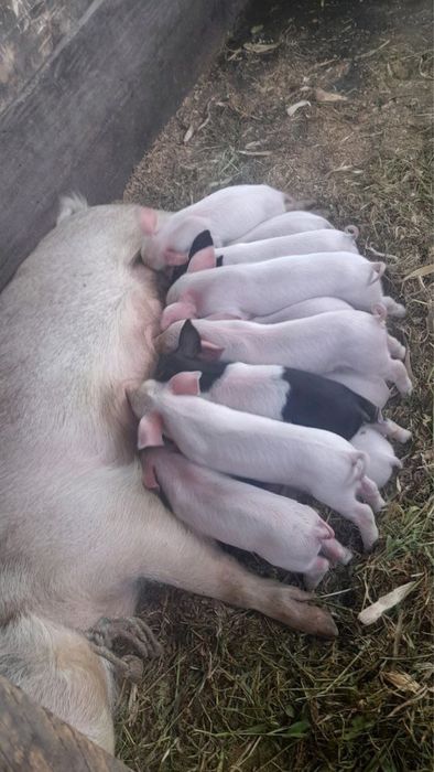 Продам поросят за Дешево