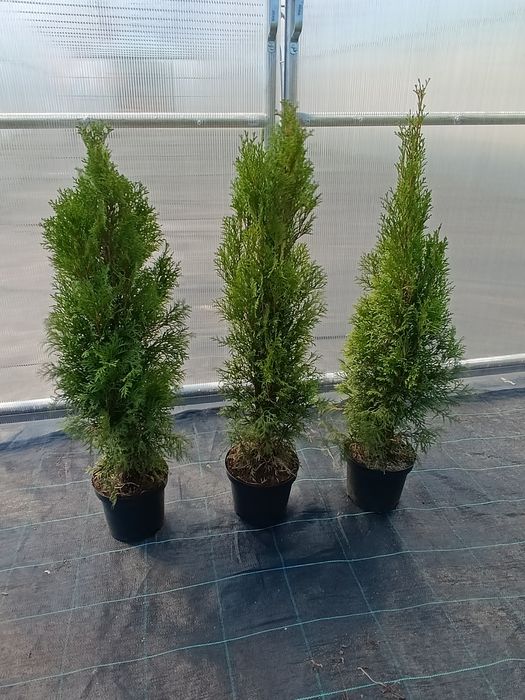 Tuja szmaragd 60-80cm Transport