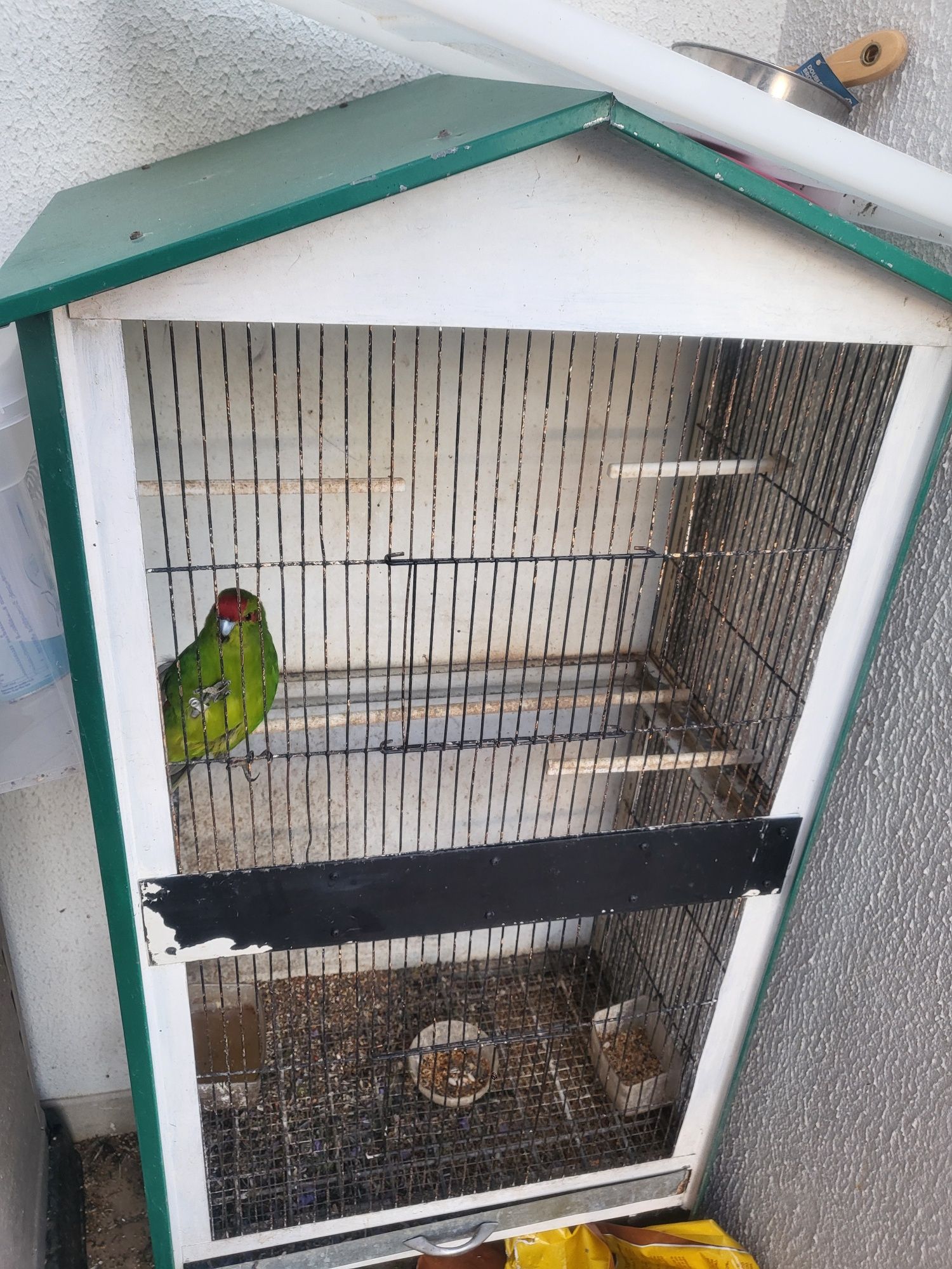 Vendo Kakariki verde