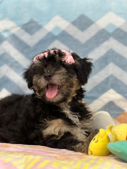 Caniche lindissima menina