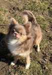 Piękny liliowy chihuahua zkwp