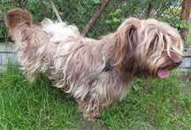 MIŁOSZ pies rudy,długi włos,krótkie łapy,oryginalny wygląd do adopcji