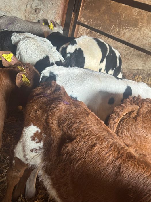 Sprzedam cielaki mięsne z odpajalni 20szt