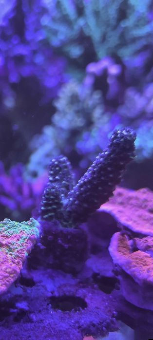 Vários frags corais