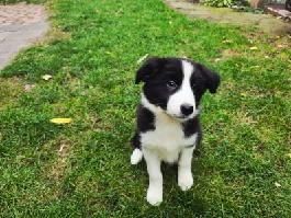 Border collie szczenię