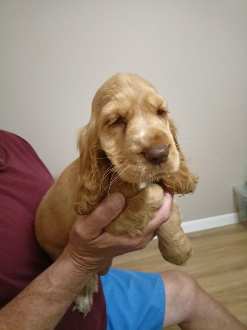 Szczeniaki Cocker spaniel