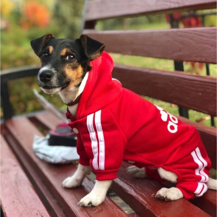 Dres ADIDOG ubranko dla PSA KOTA kombinezon długość grzbietu 25cm r. S