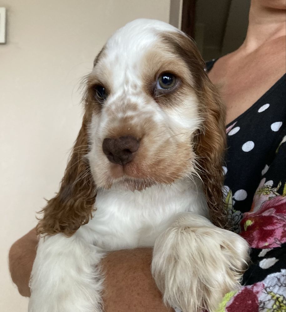 Cocker spaniel angielski- zapraszamy do rezerwacji