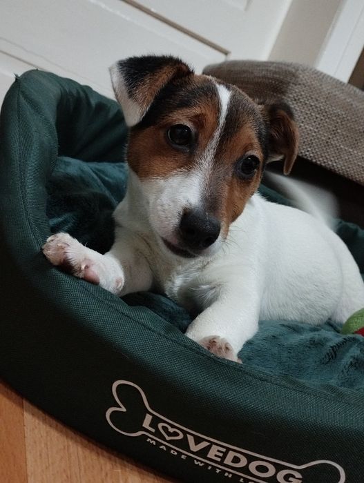 Jack Russell terrier - suczka