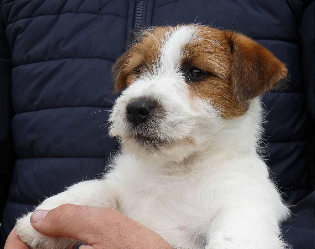 Jack Russell Terrier com pedigree