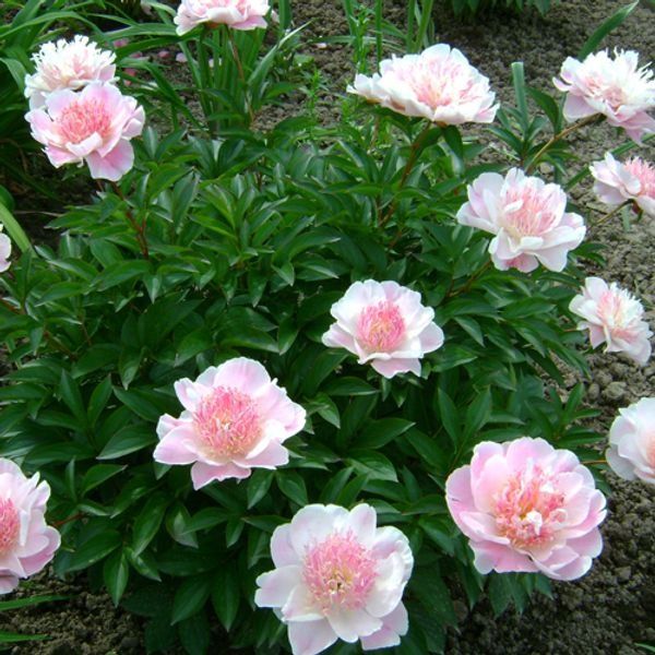 Саджанці сортових піонів