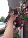 Кошка, киця котята пушистая сибирская трехцветная