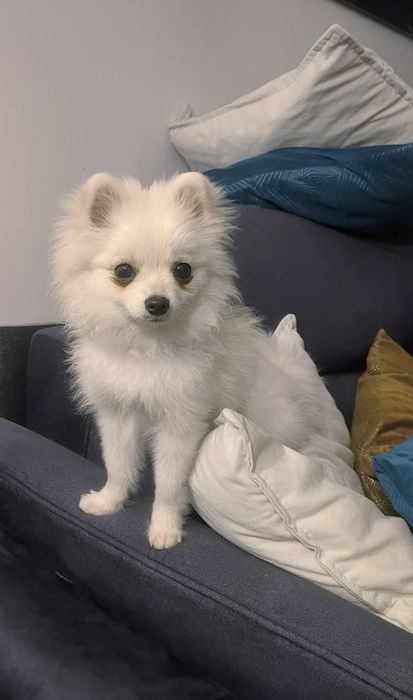 Szpic Miniaturowy - Pomeranian - Biała dziewczynka!