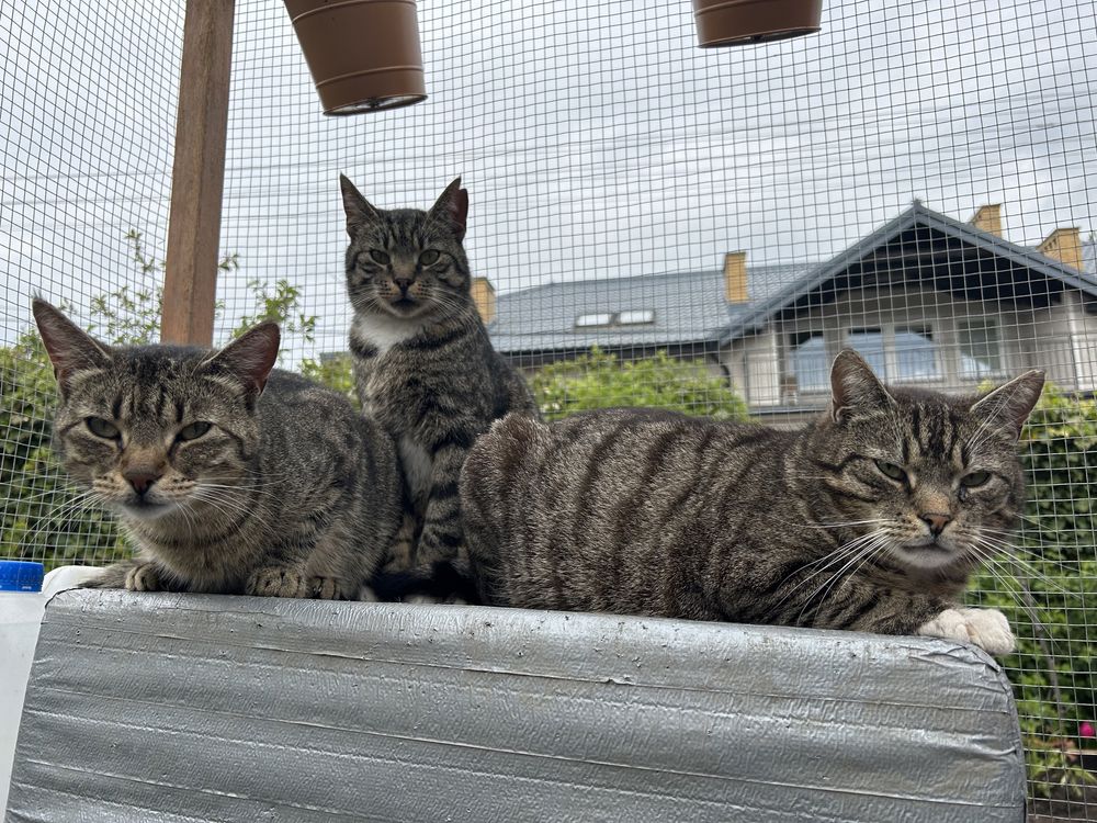 Masa kotów do adopcji! U nas znajdziesz przyjaciela