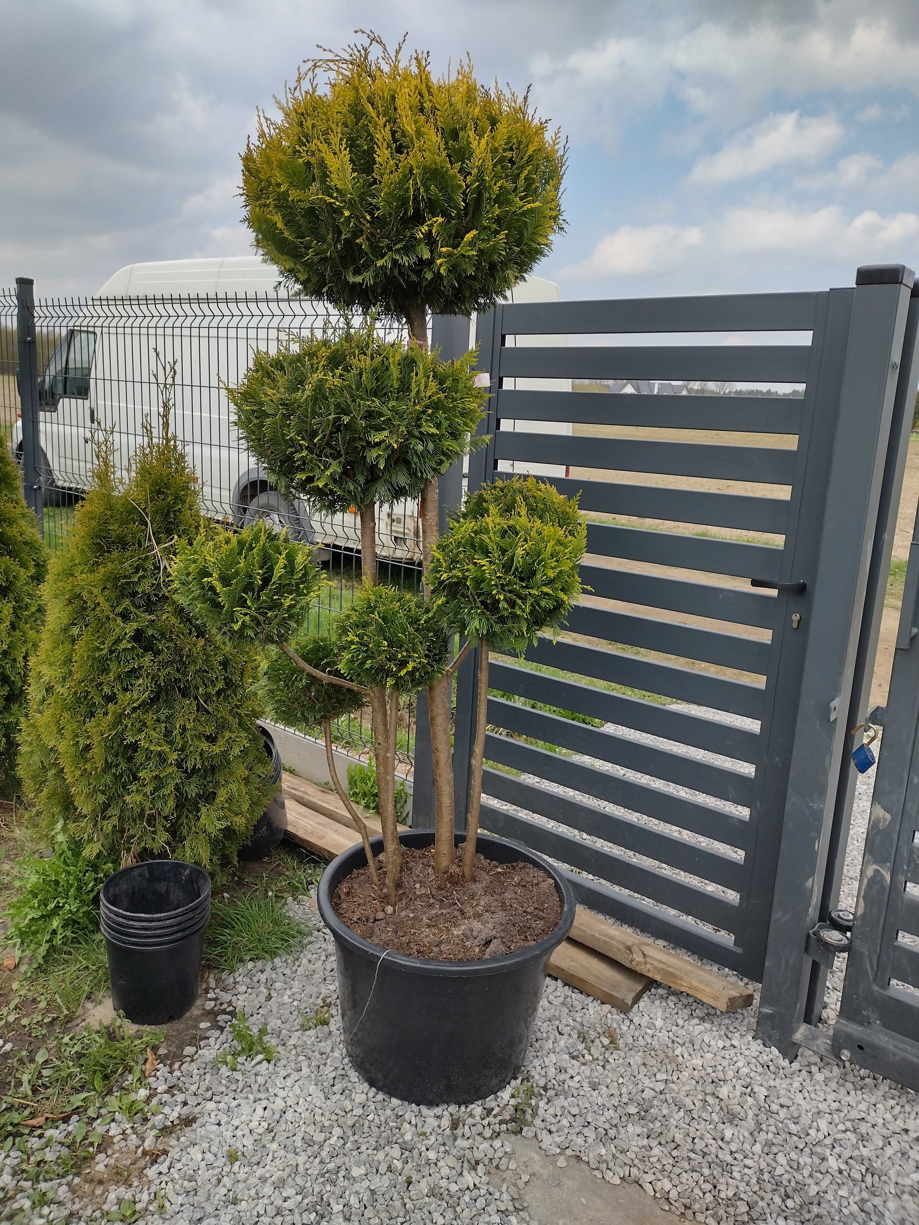Cyprys bonsai 160-300cm (katalpa,klon,laurowiśnia,szmaragd,brabant)