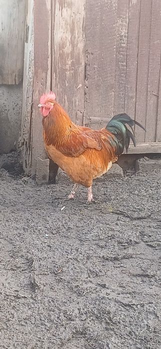 Домашні півники молоді