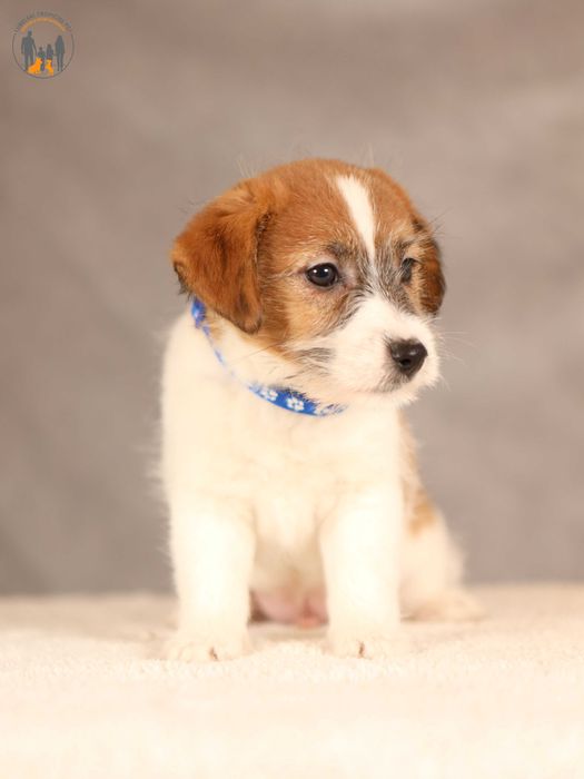 Jack Russell Terrier ZKwP FCI po Ch.PL