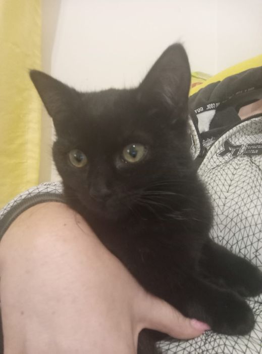 Mała czarna kotka szuka domu niewychodzącego