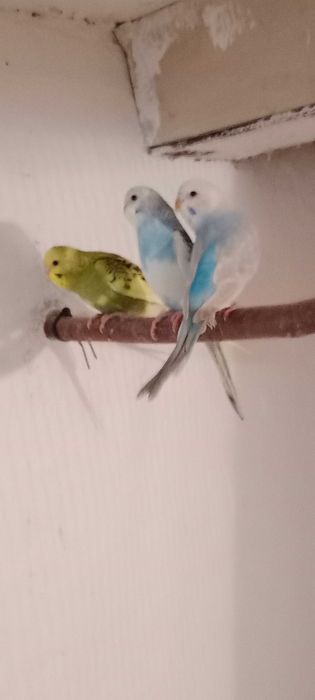 Papugi faliste młode