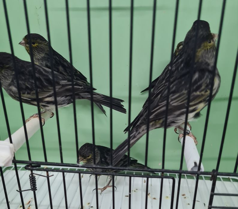 Canários Negros Amarelo Mosaico