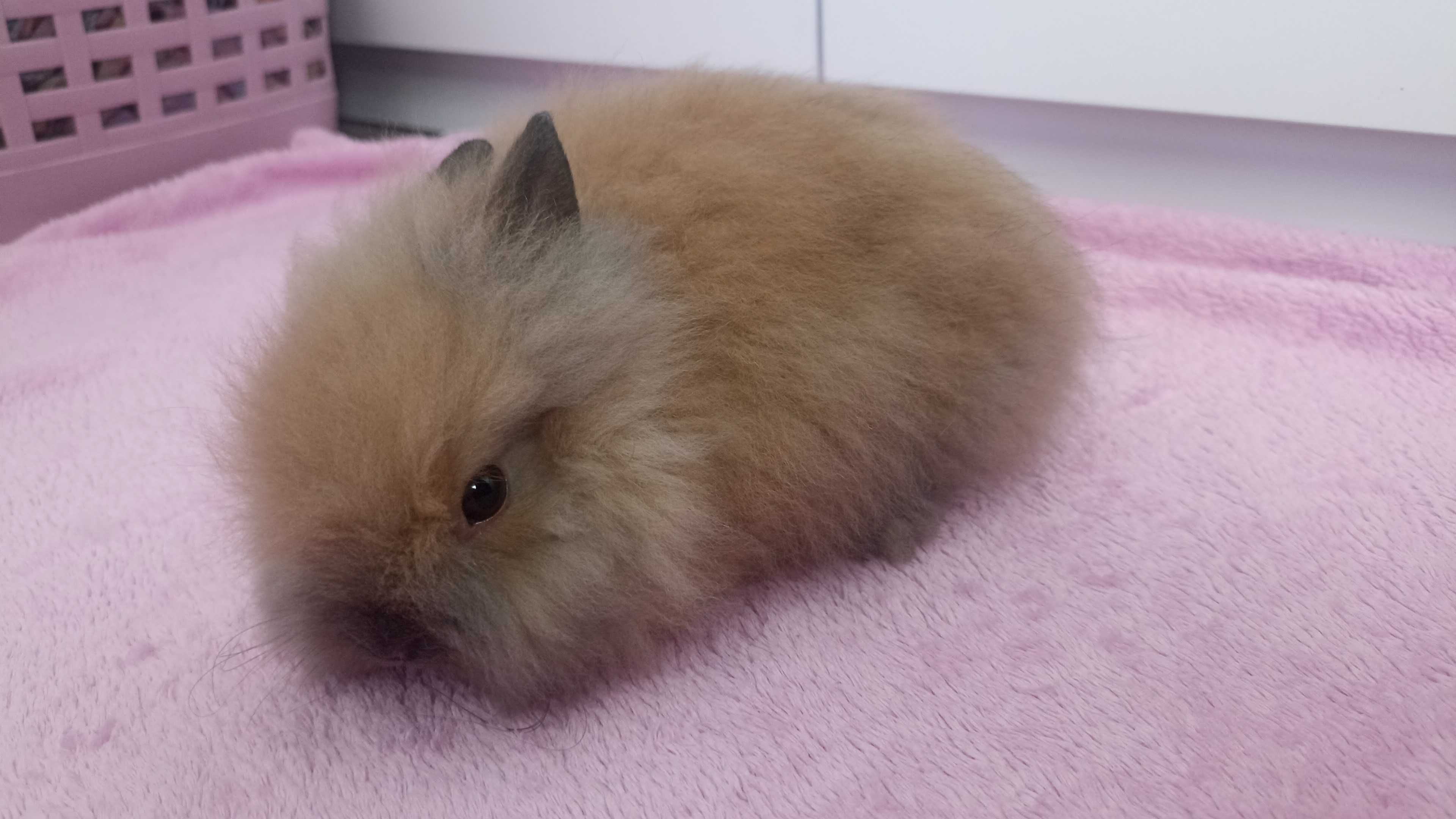 Królik Karzełek Teddy królik Miniaturka gotowe do odbioru króliczki