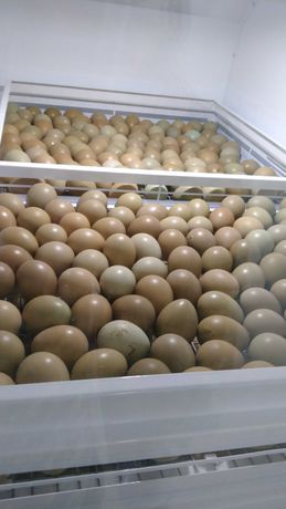 Інкубаційне яйце фазана