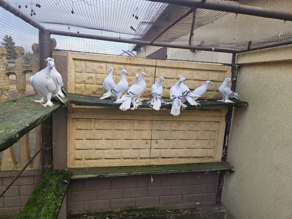 Srebniaki koroniate pasiaste