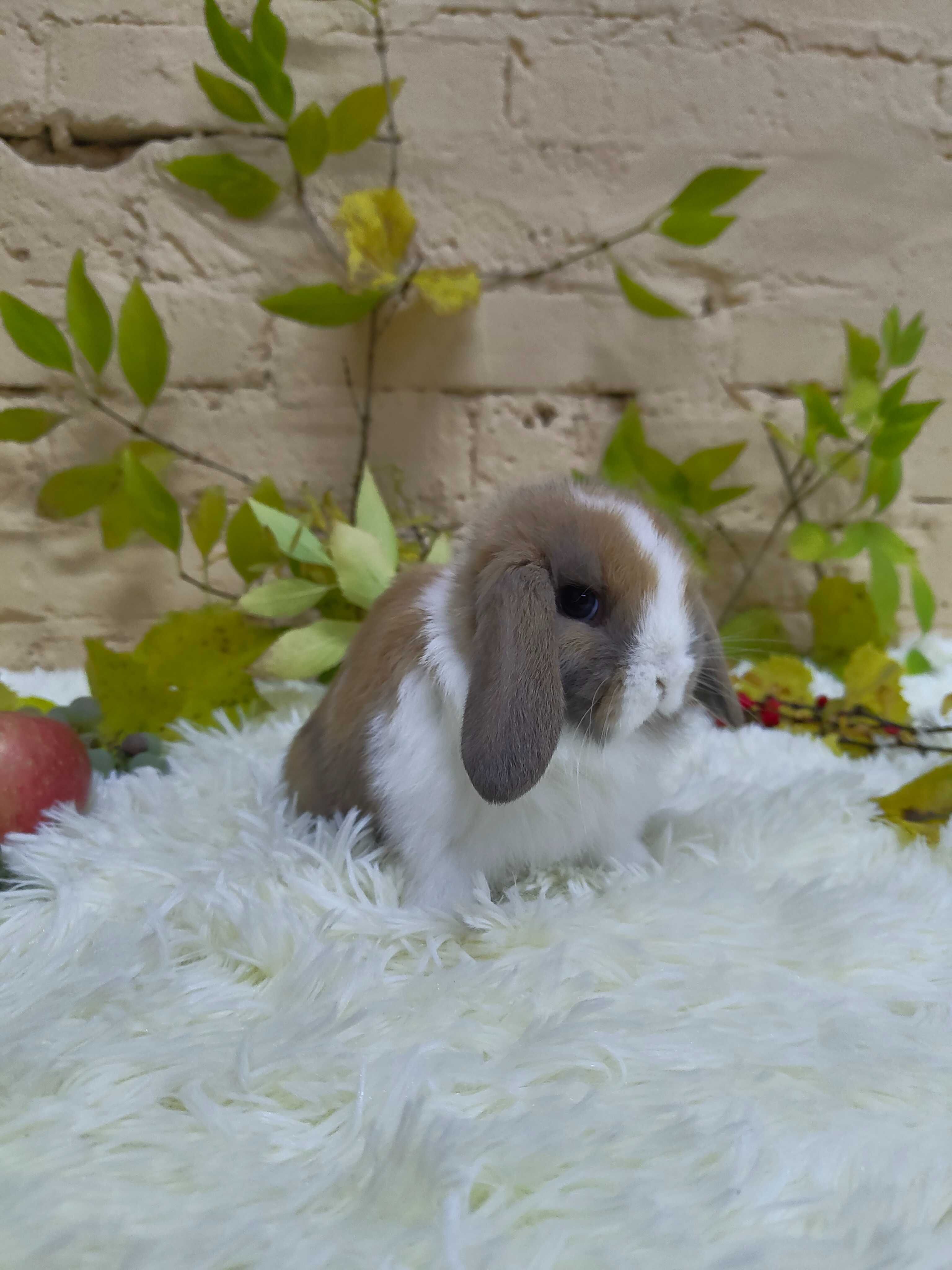 Króliczki Mini Lop. Króliczki domowe, miniaturka, karzełek.