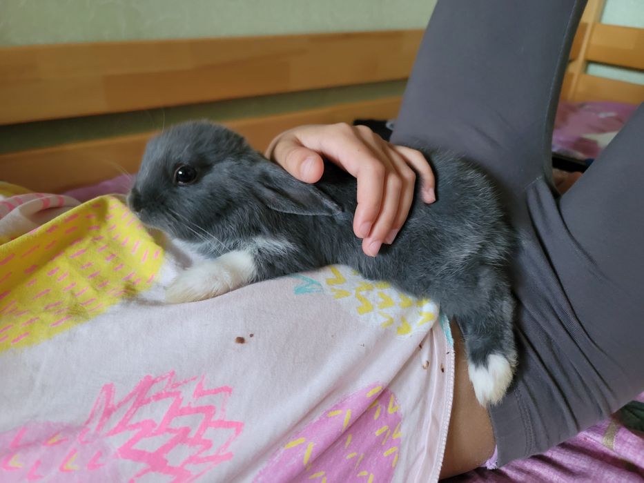 Дуже милі кролики декоративні крольчата самка та самець кролики