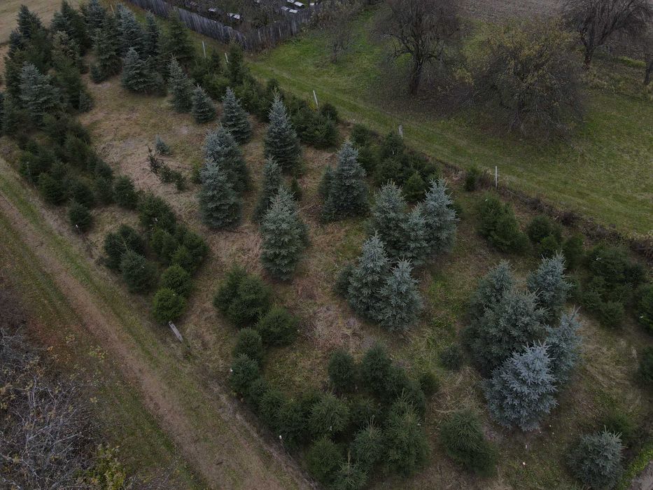 Świerk pospolity, zwykły, Choinki, Drzewka Bożonarodzeniowe