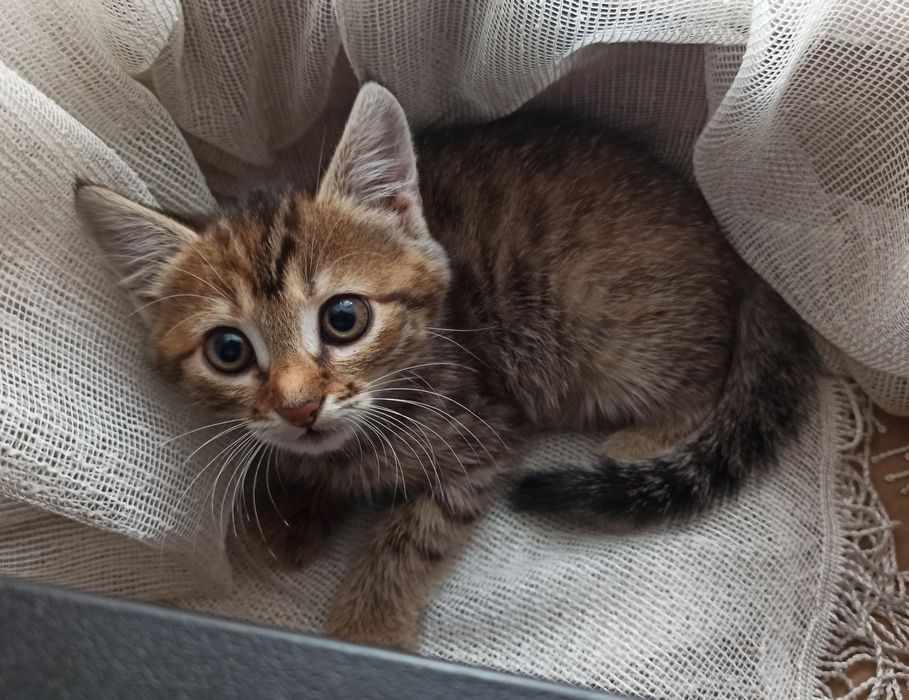 Котята 2 месяца  ,девочки ,полосатые ,пепельная