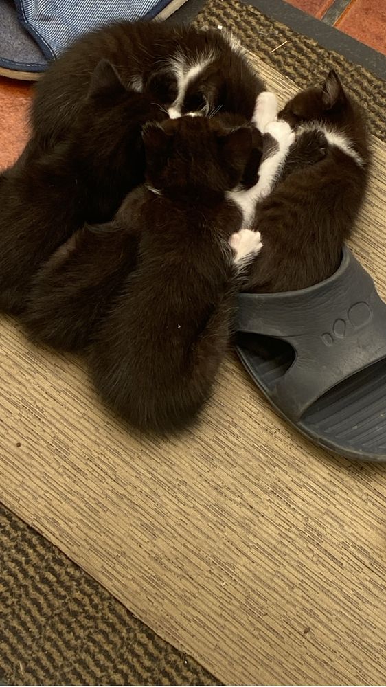 Gatinhos para adopcao responsavel