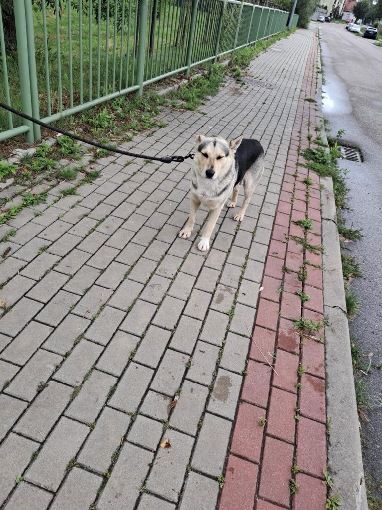 Rex czeka na dom