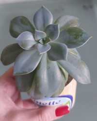 Эхеверия Сильвер (Echeveria Silver)