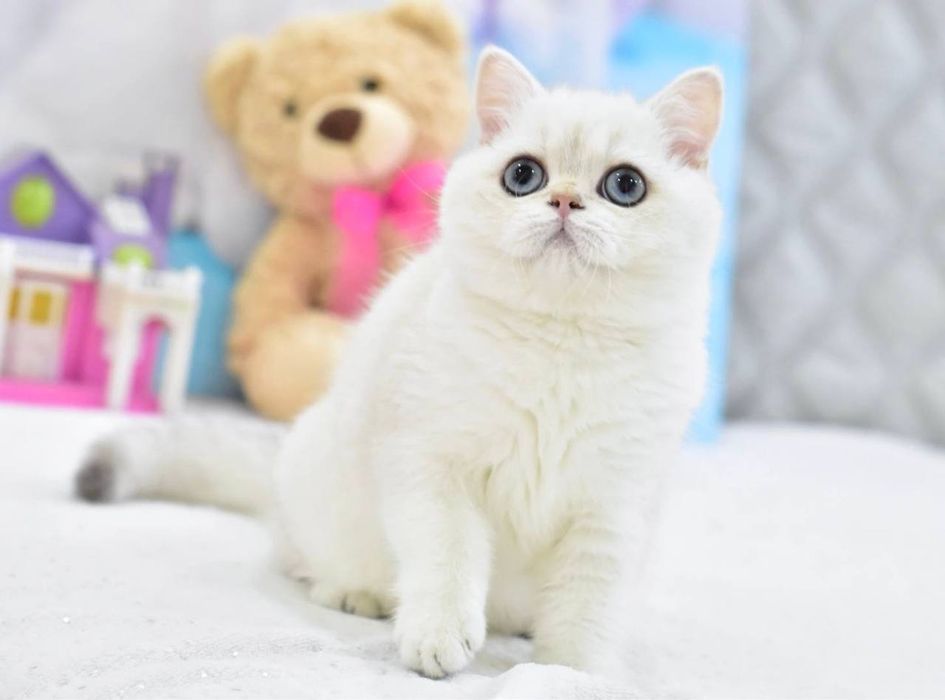 Дівчинка британська короткошерстна