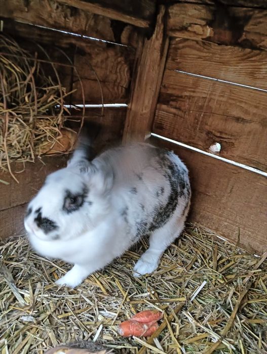 Sprzedam 2 kruliki mieszańce