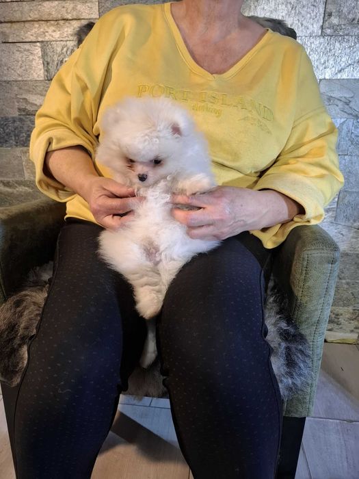 Szpic miniaturowy pomeranian