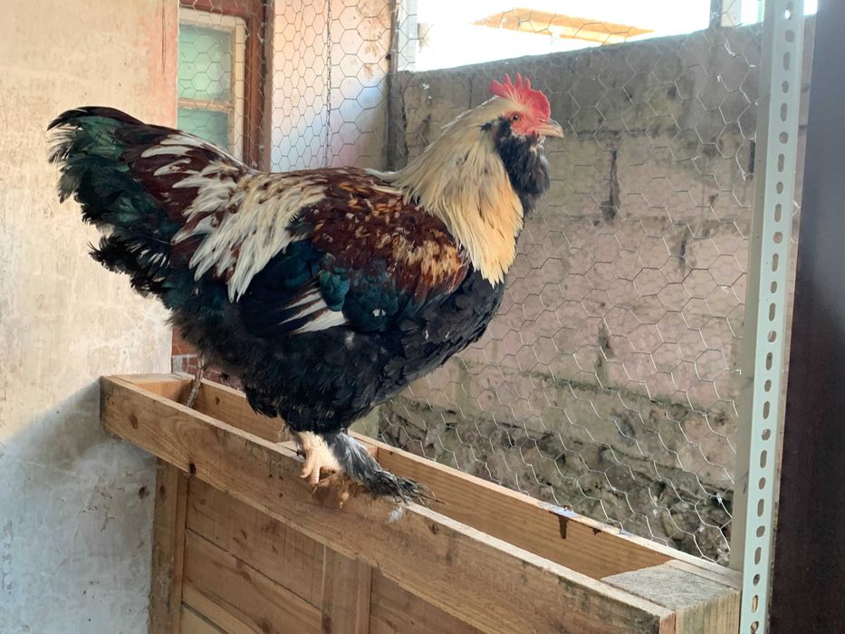 Casal Galinhas Faverolles