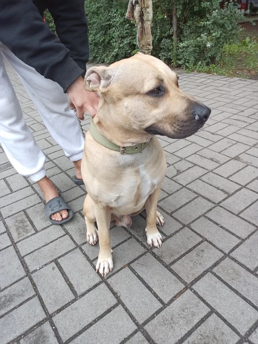 Шукаю дівчинку для в,зки