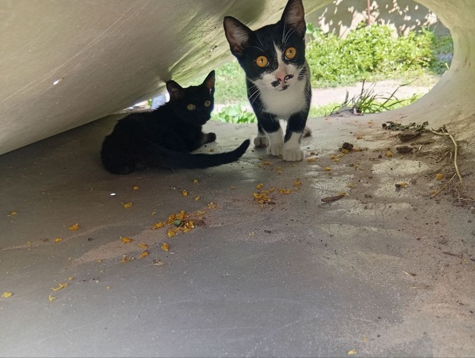 Віддам котеня хлопчика в добрі руки