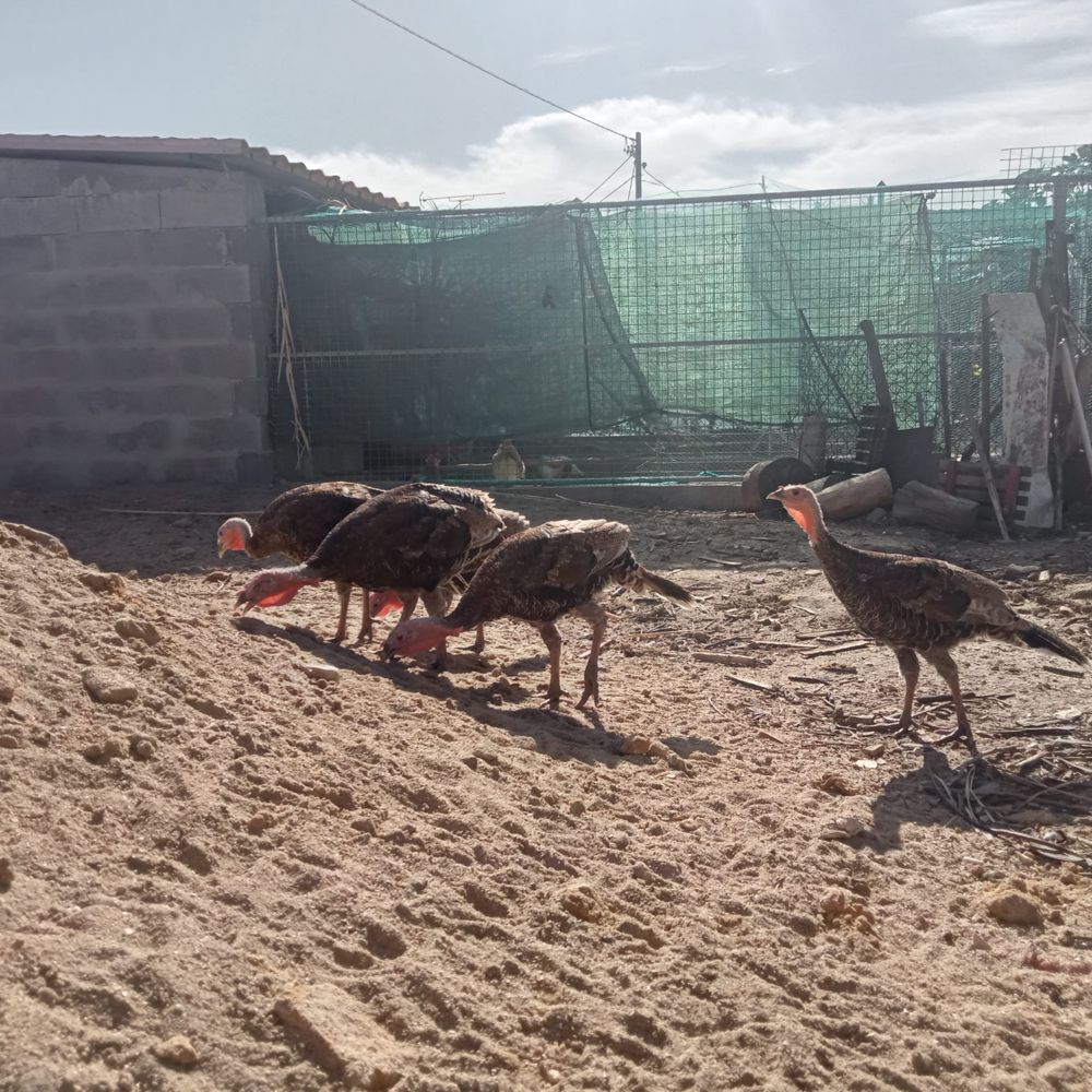 Perus e patos  e galos