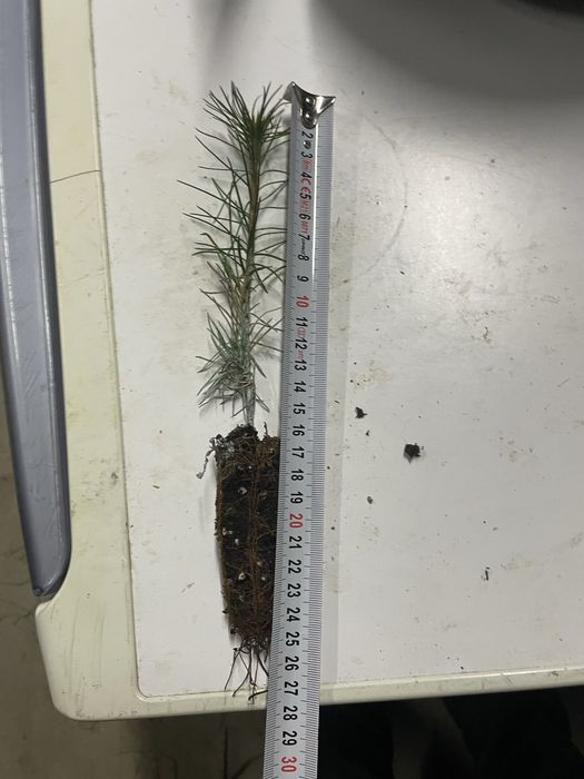 Sprzedam sadzonke sosny