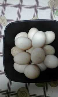 ovos de pata muda galados