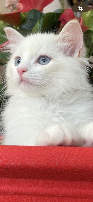 Котёнок, регдолл, Ragdoll, котик