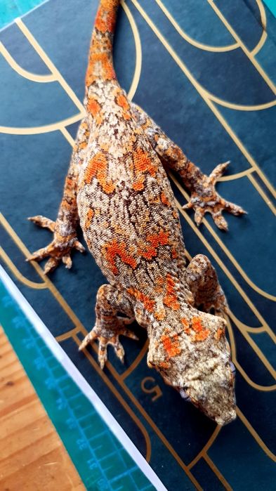 Gekon Orange blotched