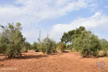 Terreno em Areias e Pias de 1040,00 m2